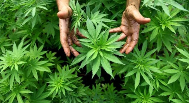 Las Vegas apre alla Marijuana: presentato un progetto di casinò/shop Las Vegas apre alla Marijuana: presentato un progetto di casinò/shop